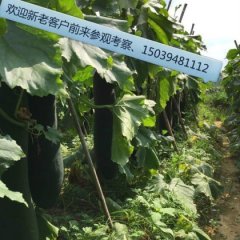 郸城冬瓜上货量大诚信合作