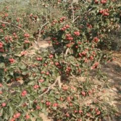 2015冠县山楂抓住商机无限