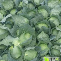 清苑张登王哲11月包菜，洋白菜，甘蓝