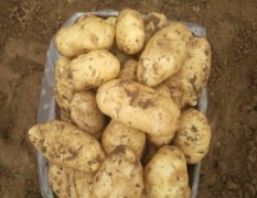 山东滕州秋季土豆0.7--0.75净地收购