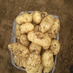 山东滕州秋季土豆0.7--0.75净地收购