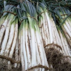 昌邑围子王成业11月长白大葱