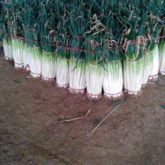 安丘大葱便宜了18765186555