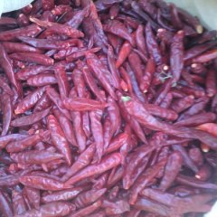 河南商丘民权2015新辣椒上市