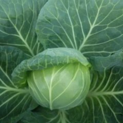 2015甘蓝 钟祥市旧口镇