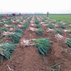 新野沙堰黄恒芳11月铁杆大葱