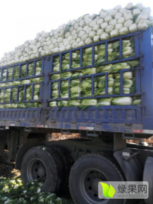 2016年辽宁辽中91-12白菜价格