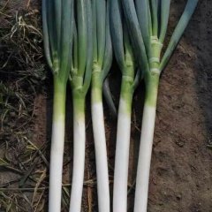 山东平度铁杆大葱代办小梁