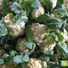 天门菜花何去何从张港熊万平诚信合作