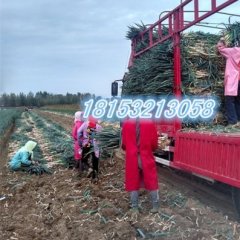 平度张戈庄大葱专业代办