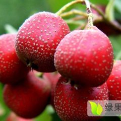 大量优惠供应大金星，大五棱，外把红，大棉球