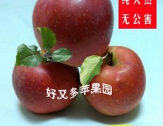 江苏丰县红富士苹果聚焦市场