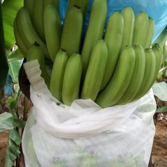 隆安县那桐镇国一香香蕉基地