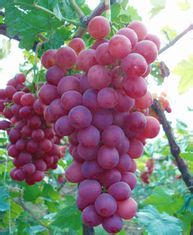 陕西临渭红提葡萄著名品种
