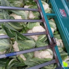 河南博爱雪玉菜花名优产品