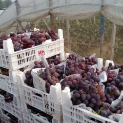 金乡7月巨峰葡萄质优价廉