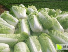 夏邑王集张兰英11月青杂三号白菜