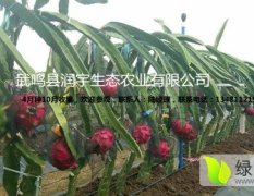 供应台湾软枝大红火龙果鲜果及种苗