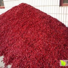 2015成武辣椒已大量上市，再不来就没机会了！