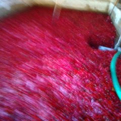 宁河宁河刘建永1月北京红辣椒