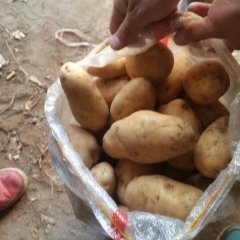 内蒙古四子王旗克新一号土豆绿色无公害