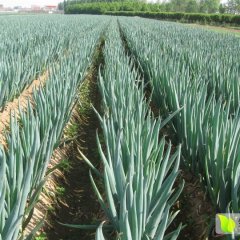 山东乐陵梧桐1号大葱绿色无公害