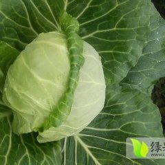 天门湖北李俊11月旺旺甘蓝
