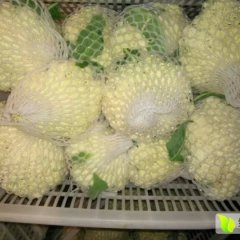 沛县菜花是名优特产张李庄村贾广跃诚信合作