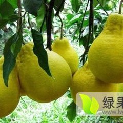 恭城柚子名扬天下,恭城小王诚信合作