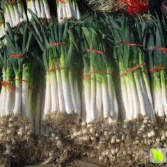 山东省聊城市长白大葱上市了
