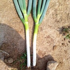 山东安丘章丘大葱欢迎合作