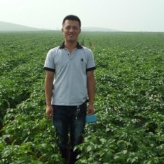 2015赤城土豆收购工作全面开展