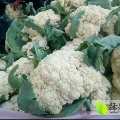 2015铜山菜花价格波动不大