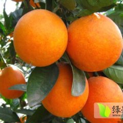 夷陵湖北蔡顺晓6月脐橙柑橘
