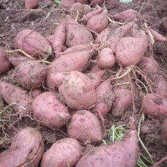 四川雁江徐薯18号红薯长势旺盛