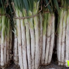 昌邑围子刘佃学11月长白大葱