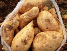 2015宜城红皮薯八，黄皮薯八大量供应当中