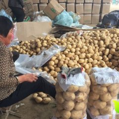 山东滕州土豆名扬天下