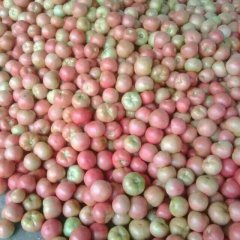 山东东昌府硬粉西红柿火热上市