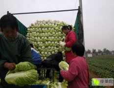 2015肥城白菜值得出手
