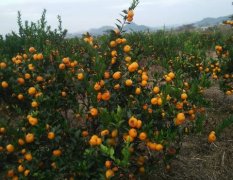 2015富川有大量的蜜桔脐橙出售