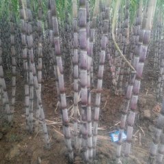 湖北仙桃甘蔗逐渐升温