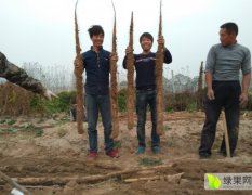 民權山藥著名品種,王橋薛佩誠信合作