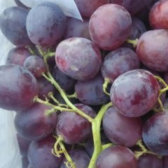 2015呼图壁葡萄抓住商机无限