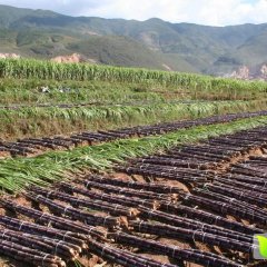 宾川甘蔗上市，欢迎预定！