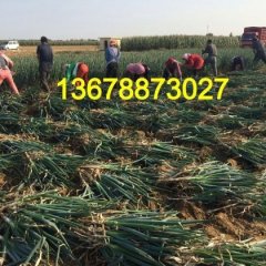 平度大葱，出售葱种（诚信代办）