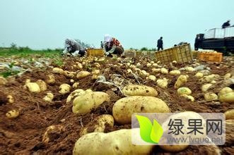 2015年山东滕州荷兰十五价格