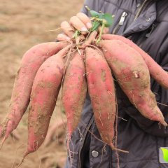 2015磁县红薯现在订货有惊喜