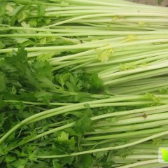 山东东昌府法国皇后芹菜火爆招商中