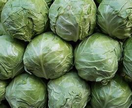 铜山运城杜长成11月中甘21甘蓝